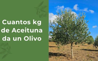 Cuantos kg de aceitunas da un olivo: Todo lo que necesitas saber