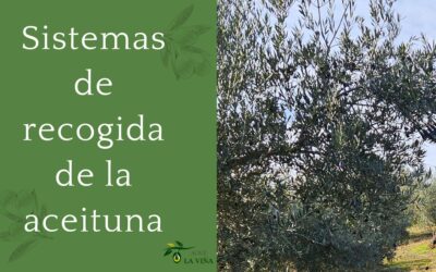 Sistemas de recogida de la aceituna en el sector olivarero