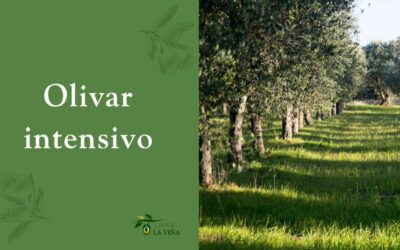 El olivar intensivo: Todo lo que necesitas saber para triunfar con este modelo de cultivo