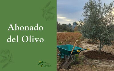 Abonado del olivo: Todo lo que necesitas saber para un cultivo exitoso
