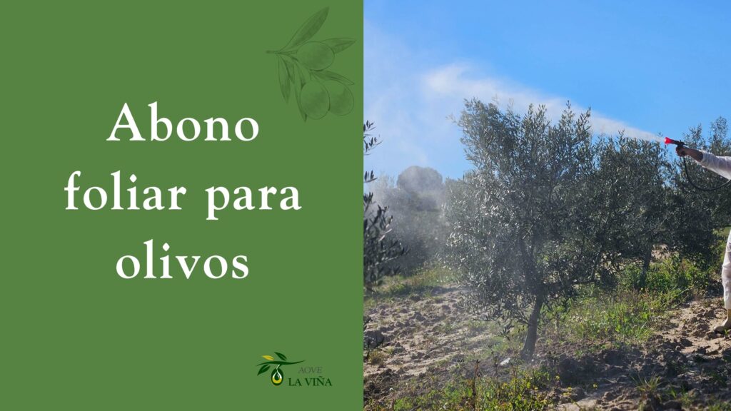 Abono foliar para olivos: cuándo y cómo aplicarlo