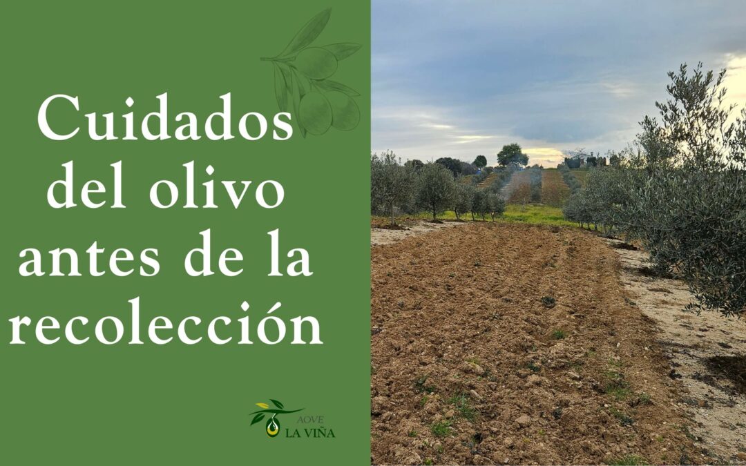 Cuidados del olivo antes de la recolección