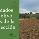 Cuidados del olivo antes de la recolección