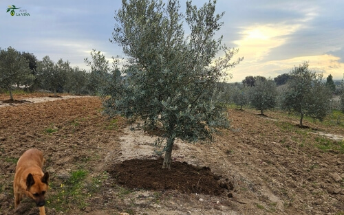 Abonado del olivar