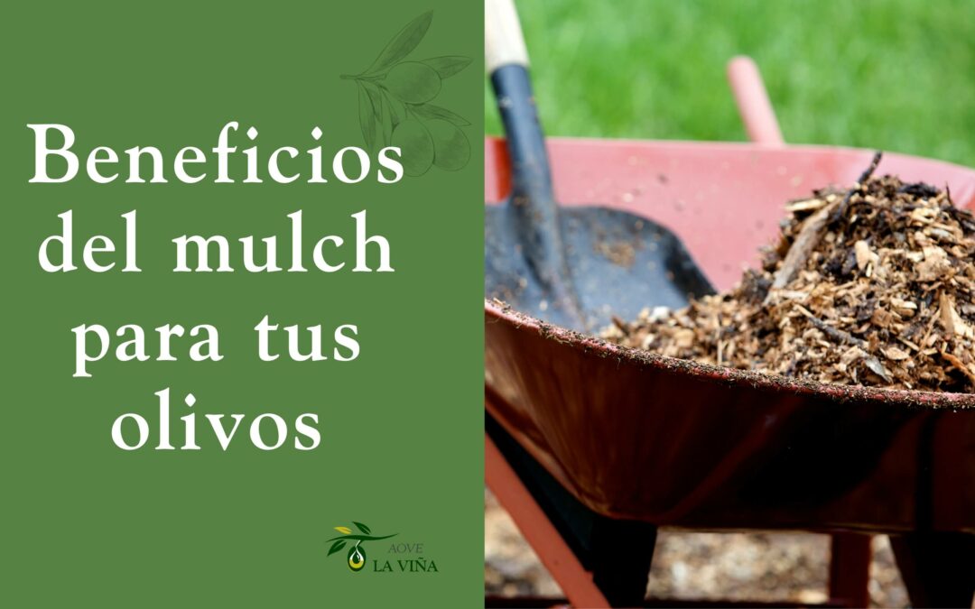 ¿Qué es el mulch y por qué es tan beneficioso para tus olivos?