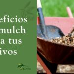 ¿Qué es el mulch y por qué es tan beneficioso para tus olivos?