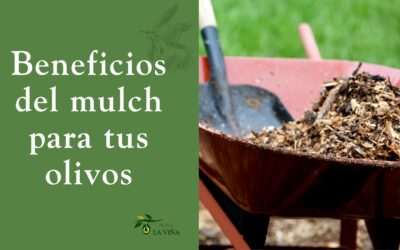 ¿Qué es el mulch y por qué es tan beneficioso para tus olivos?