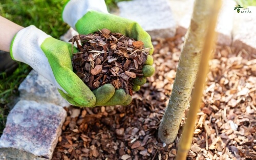 ¿Qué es el mulch y por qué es tan beneficioso para tus olivos? 1 ¿Qué es el mulch?