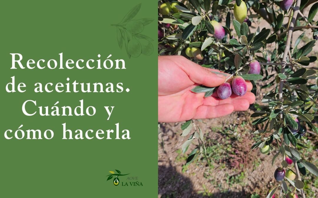 Recolección de aceitunas: guía práctica para acertar en la campaña y mejorar la calidad de tu AOVE
