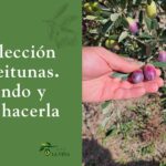 Recolección de aceitunas: guía práctica para acertar en la campaña y mejorar la calidad de tu AOVE 4 Recolección de aceitunas: guía práctica para acertar en la campaña y mejorar la calidad de tu AOVE