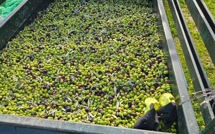 Recolección de aceitunas: guía práctica para acertar en la campaña y mejorar la calidad de tu AOVE 3 Consejos prácticos para tu olivar. y cómo y cuando recoger las aceitunas.