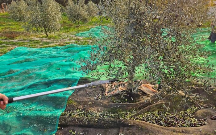 Recolección de aceitunas: guía práctica para acertar en la campaña y mejorar la calidad de tu AOVE 1 En qué consiste la recolección de aceitunas y cuando realizarla