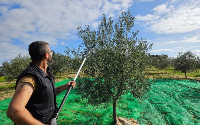 Recolección de aceitunas: guía práctica para acertar en la campaña y mejorar la calidad de tu AOVE 2 Varear olivo con vareador para la recogida de la aceituna