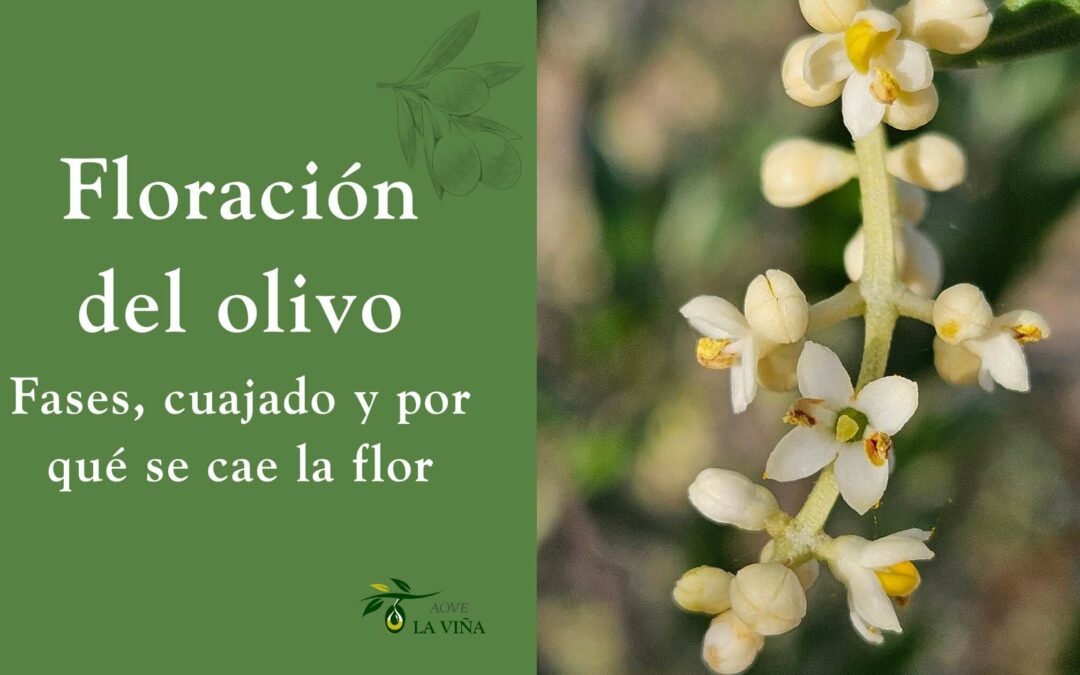 “Muchas flores, pocas aceitunas: lo que nadie explica del cuajado”