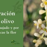 “Muchas flores, pocas aceitunas: lo que nadie explica del cuajado”
