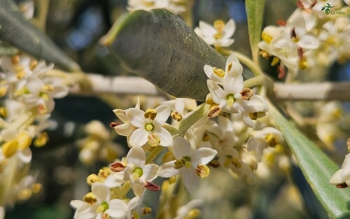 Floración del olivo en la Viña, Oropesa (Toledo)