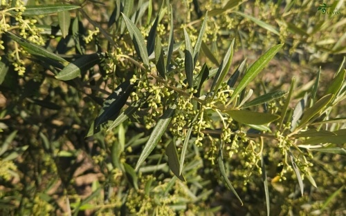 1) Inducción floral y diferenciación de yemas (lo que no se ve, pero manda)