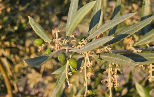 Cuajado de la aceituna en la viña