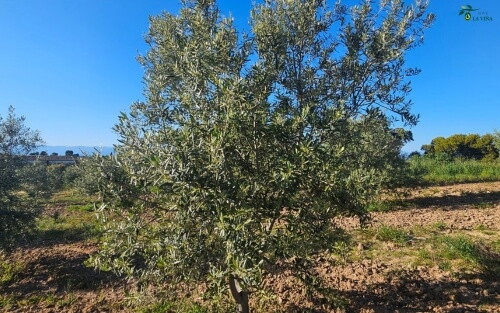 Estrés hídrico (falta de agua en el momento clave)