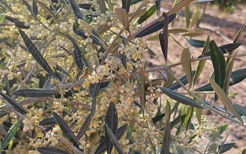 Floración y cuajado de la aceituna 