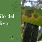 Repilo del olivo: qué es, síntomas, causas y cómo prevenirlo