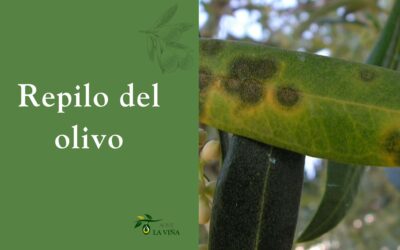 Repilo del olivo: qué es, síntomas, causas y cómo prevenirlo
