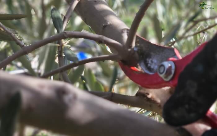 Podar el olivo para combatir el repilo