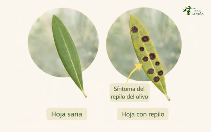 ¿Qué es el repilo del olivo?