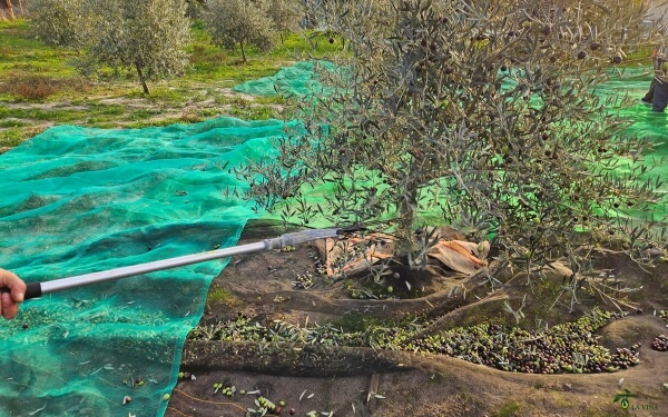 Del olivar a la botella: por qué el campo es tan importante