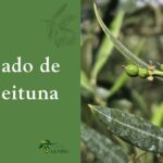 Cuajado de la aceituna: qué pasa cuando aparecen los primeros frutos 4 Cuajado de la aceituna con primeros frutos pequeños
