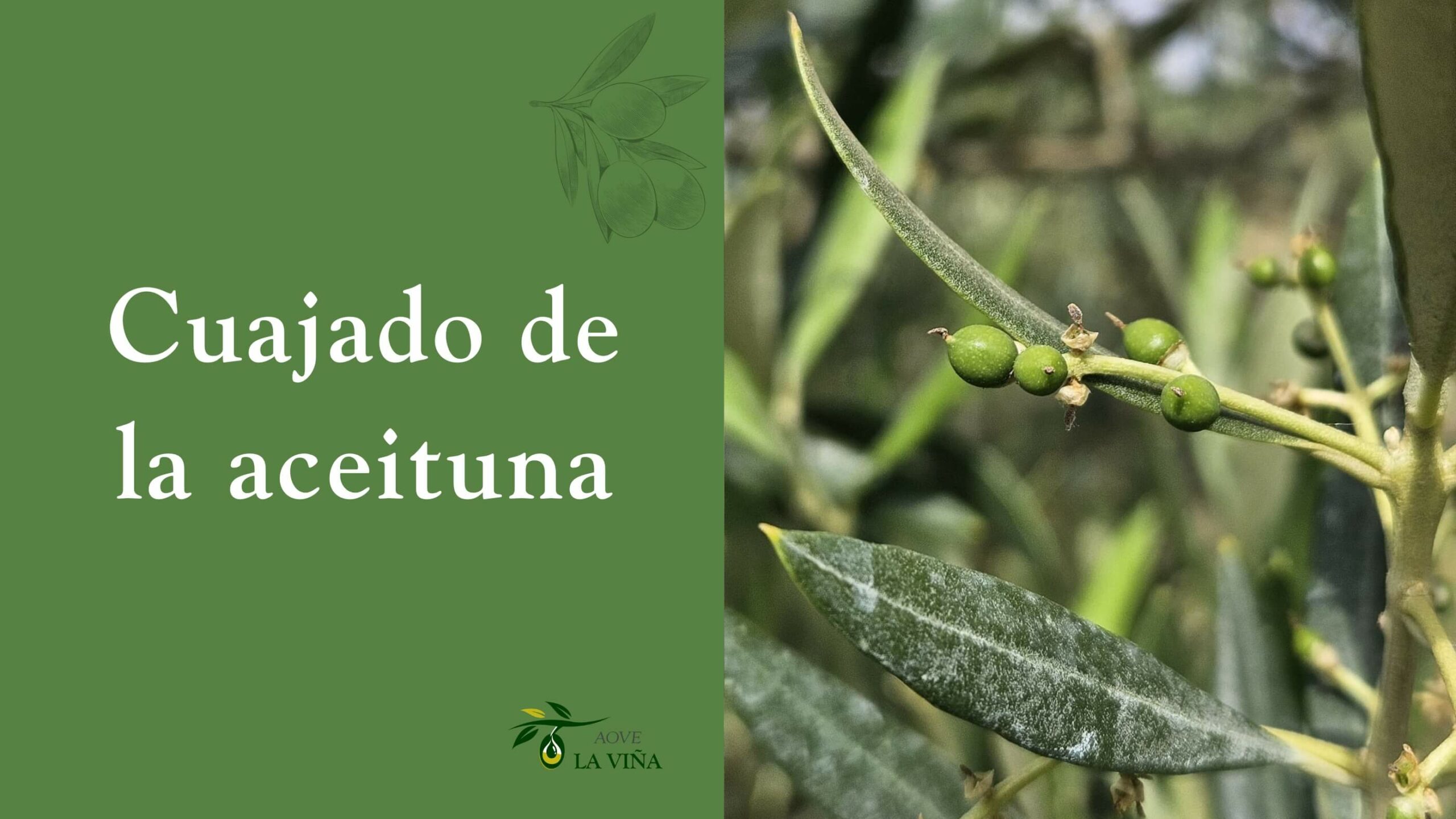 Cuajado de la aceituna con primeros frutos pequeños