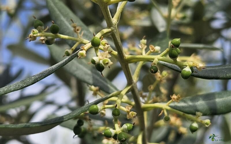 Cuajado de la aceituna: qué pasa cuando aparecen los primeros frutos 1 Qué es el cuajado de la aceituna
