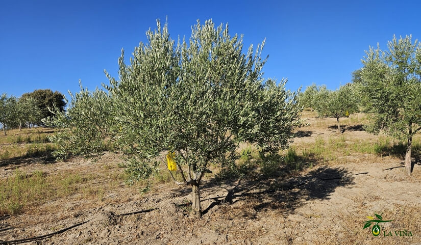 Trampas cromáticas para la mosca del olivo: cómo hacerlas de forma casera 1 Qué son las trampas cromatica para la mosca del olivo