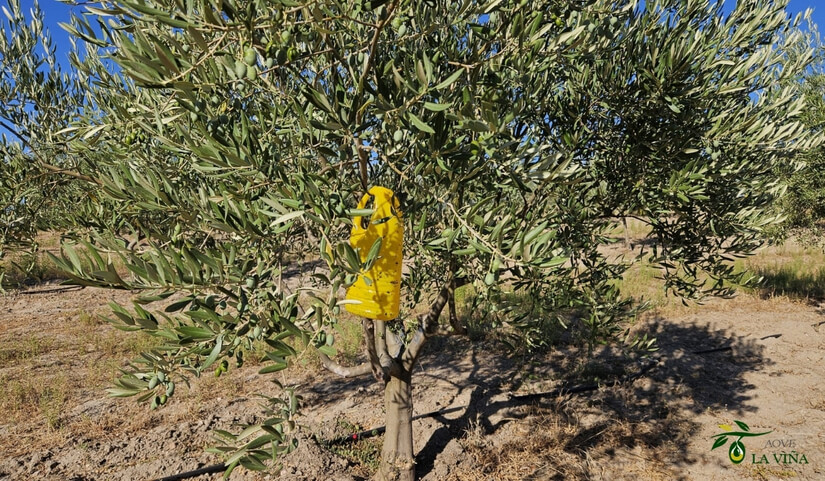 Trampas cromáticas para la mosca del olivo: cómo hacerlas de forma casera 3 trampa cromática casera con botella amarilla para la mosca del olivo