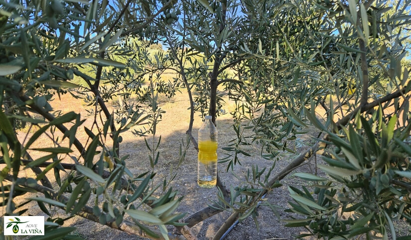 Trampas cromáticas para la mosca del olivo: cómo hacerlas de forma casera 2 trampa casera para la mosca del olivo con botella de plástico