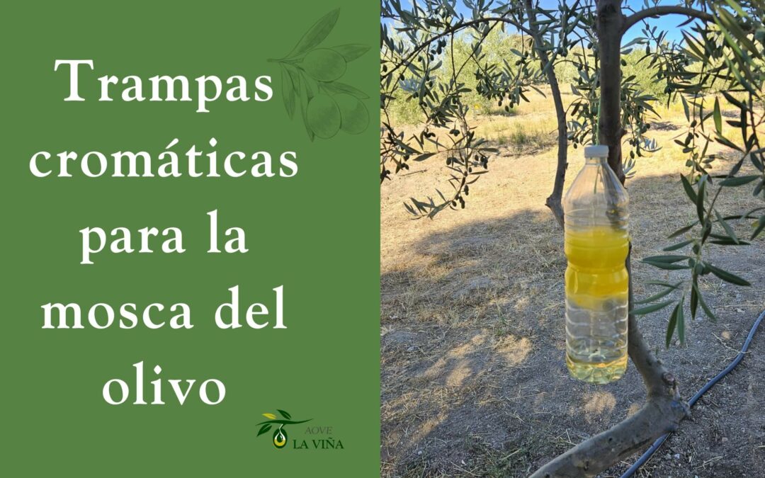 trampas cromaticas para la mosca del olivo caseras